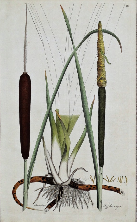 old bohemian cattail