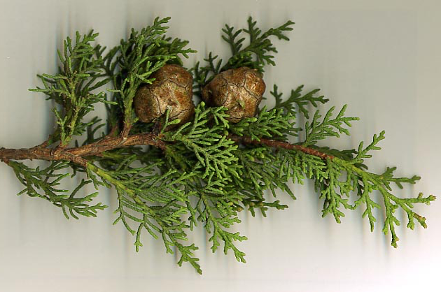 perkelt of edible fir trees